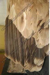 bird feathers 0008